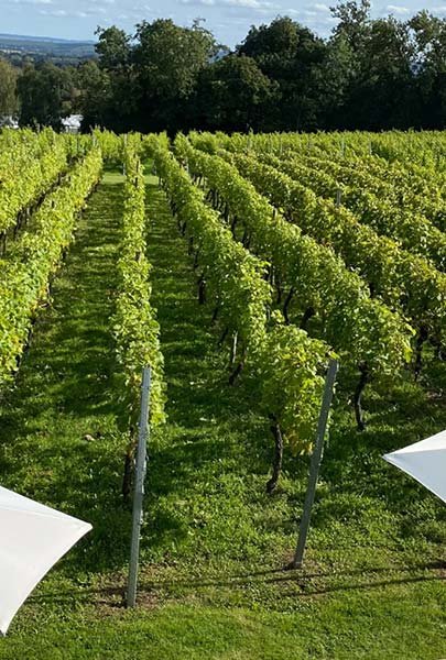 Eden-Valley-Vineyard---Malong-Wines-Vineyard